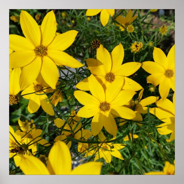 Póster flores amarelas (Frente)