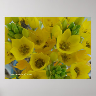 Póster Flores Amarelas