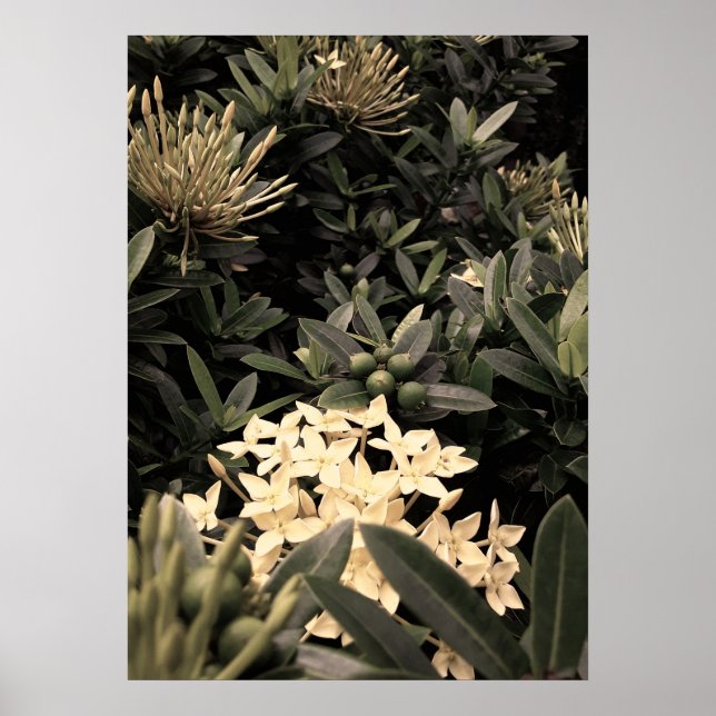Poster Flores amarelas (Frente)