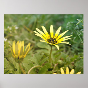 Poster Flores amarelas