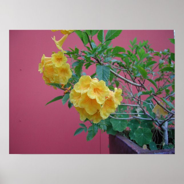 Póster Flores Amarelas (Frente)