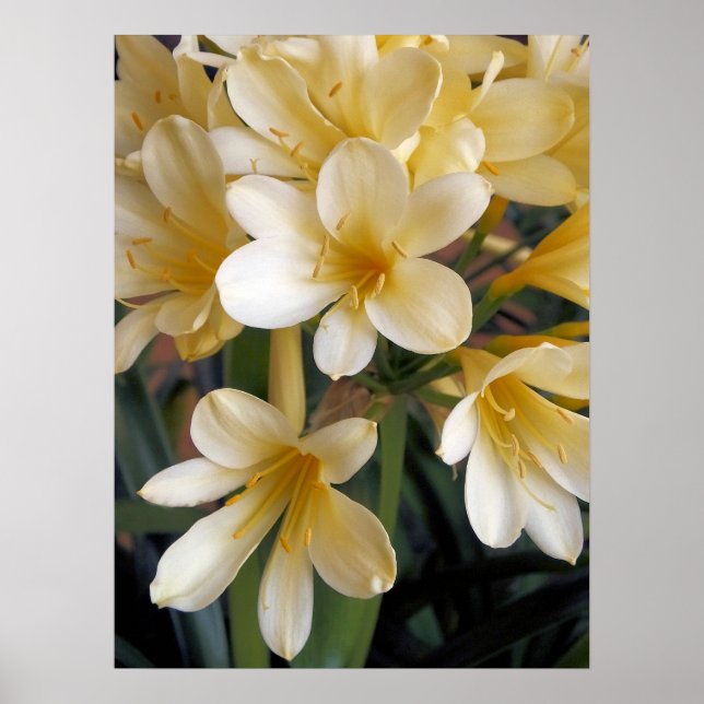 POSTER FLORES AMARELAS (Frente)