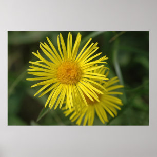 Poster Flores Amarelas
