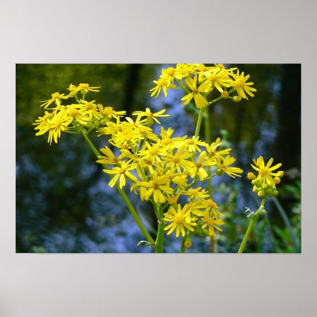 Póster Flores Amarelas (Frente)