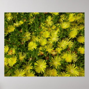 Poster Flores Amarelas Da Planta De Gelo ouro
