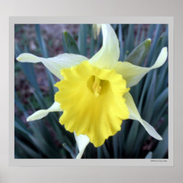 Póster Flores Amarelas Daffodils Daffodil Flower Foto