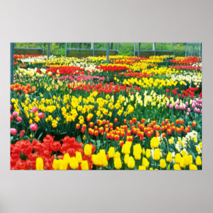 Póster flores amarelas das estufas de Keukenhof