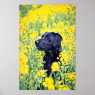 Póster flores amarelas de Labrador