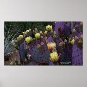 Póster Flores amarelas de pera púrpura da opuntia cacto