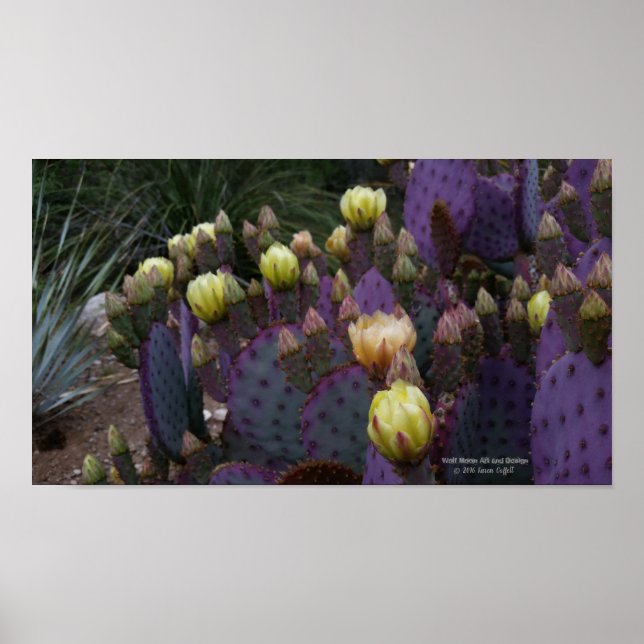 Póster Flores amarelas de pera púrpura da opuntia cacto (Frente)
