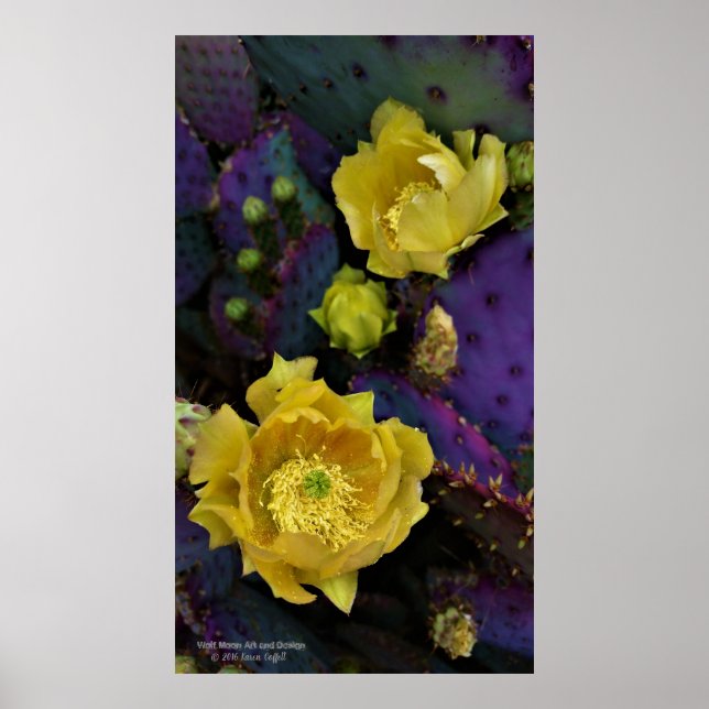Poster Flores amarelas de pera púrpura da opuntia cacto (Frente)