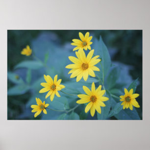Poster Flores amarelas de Sunchoke no fundo azul