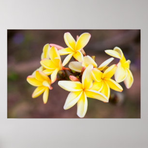 Póster Flores amarelas do frangipani