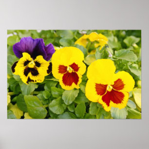 Póster flores amarelas dos Pansies