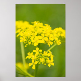 Poster Flores amarelas gentis e fofinhas no primavera