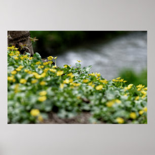 Póster flores amarelas margem do rio
