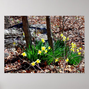 Poster Flores Amarelas Narcisos no Cartaz de Foto da Flor