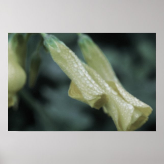 Poster Flores Amarelas - Orvalho da Manhã (Frente)