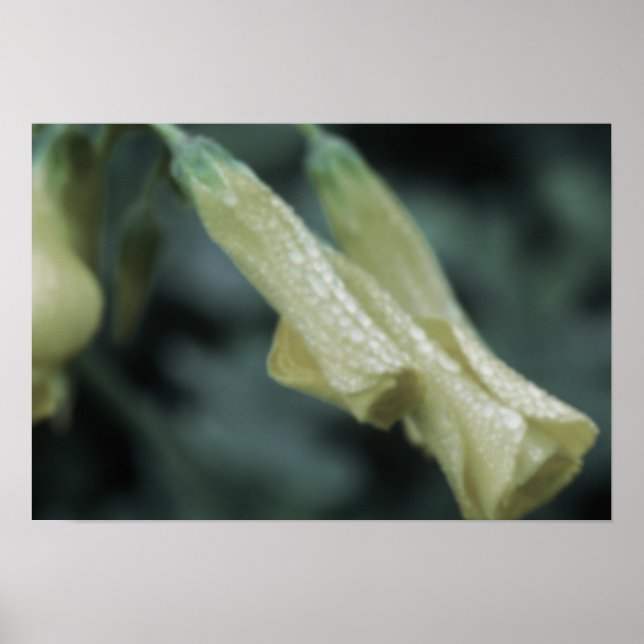 Poster Flores Amarelas - Orvalho da Manhã (Frente)