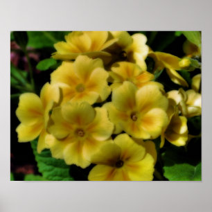 Póster Flores Amarelas Primrose Efeito Orton