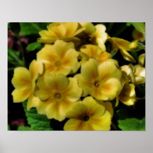 Póster Flores Amarelas Primrose Orton Art (Frente)