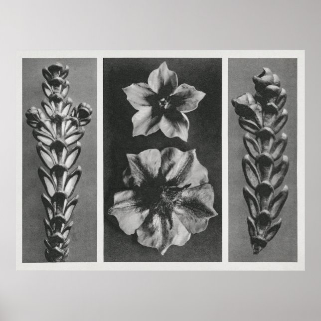 Poster Flores Ampliadas (Frente)