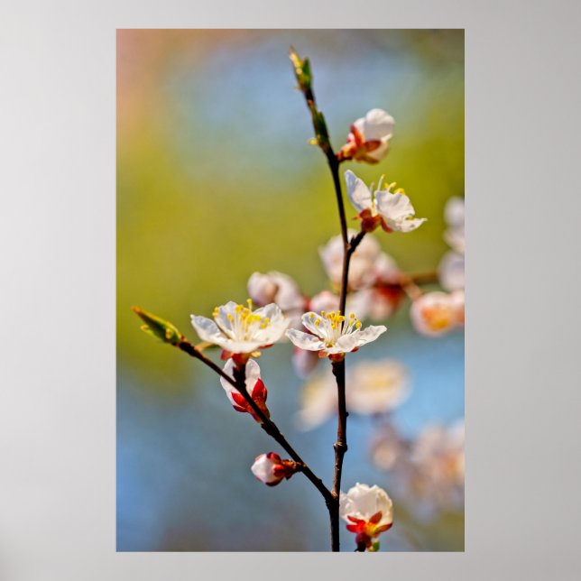 Poster Flores Apricot Japonesas (Frente)