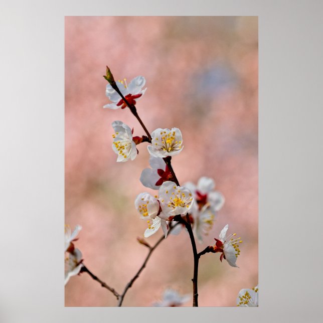 Poster Flores Apricot Japonesas Deliciosas (Frente)