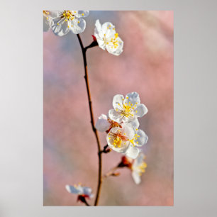 Poster Flores Apricot Japonesas Fascinantes