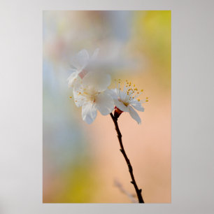 Poster Flores Apricot Japonesas Impressionantes