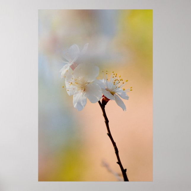 Poster Flores Apricot Japonesas Impressionantes (Frente)