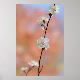 Poster Flores Apricot Japonesas preciosos
