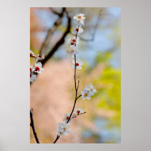 Poster Flores Apricot Maiestosas Japonesas