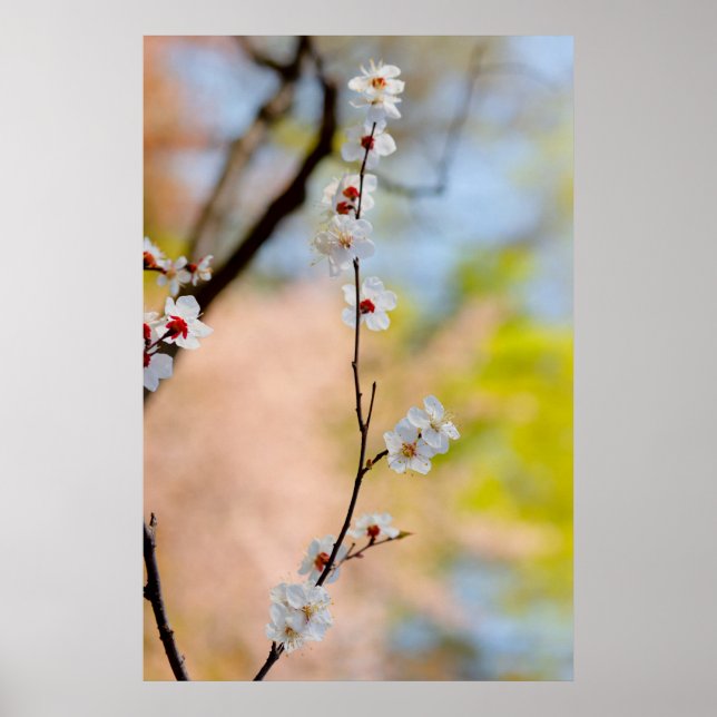 Poster Flores Apricot Maiestosas Japonesas (Frente)
