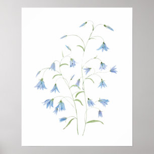 Poster flores azuis de harebell 2021 aquarela