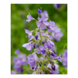 Póster Flores azuis delicadas em um campo verde na primav