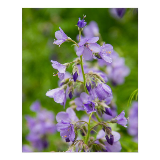 Póster Flores azuis delicadas em um campo verde na primav (Frente)