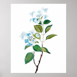 Poster flores azuis vintage hydrangea