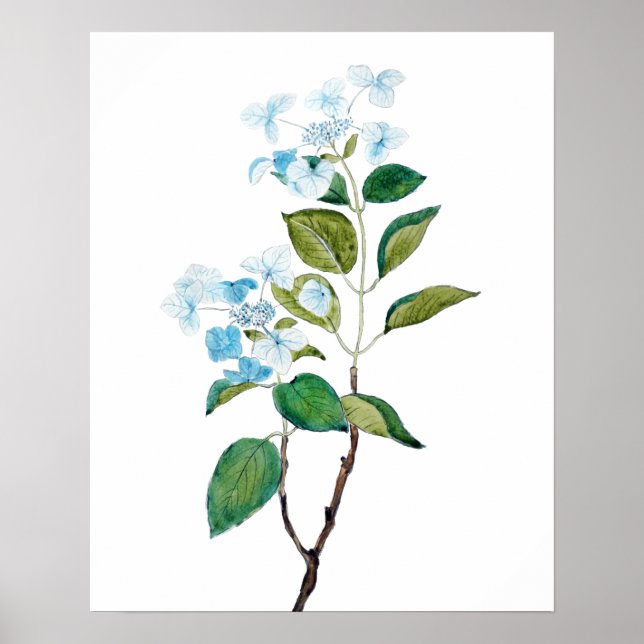 Poster flores azuis vintage hydrangea (Frente)