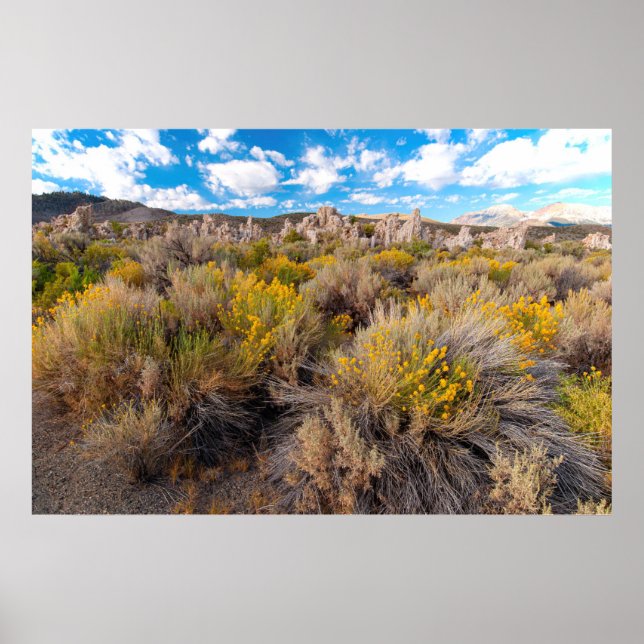 Poster Flores | Blooming Sagebrush California (Frente)