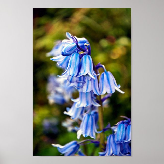 Poster Flores Bluebells Bluebell (Frente)