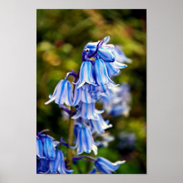 Poster Flores Bluebells Bluebell