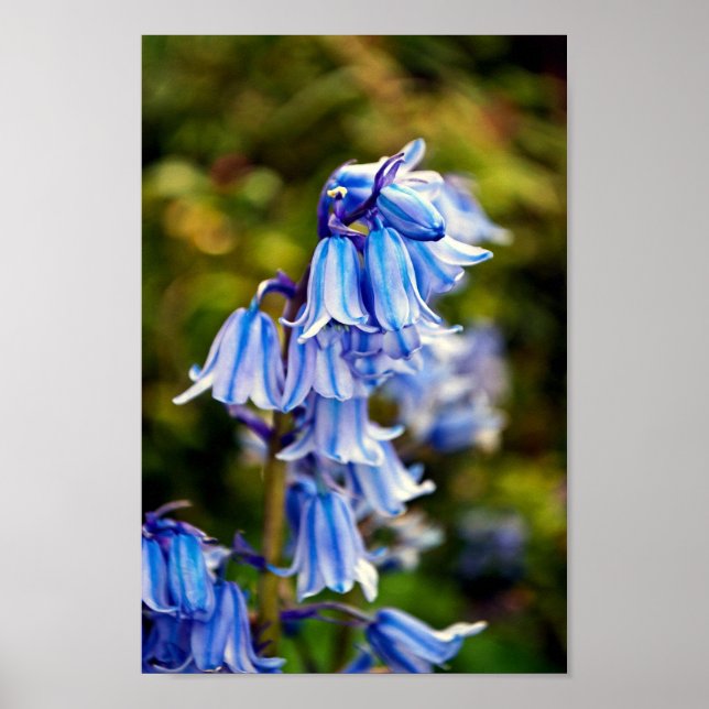 Poster Flores Bluebells Bluebell (Frente)