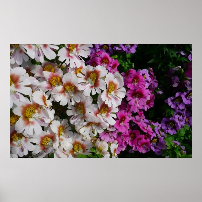 Póster Flores Borboleta Branca Rosa e Roxa (Frente)