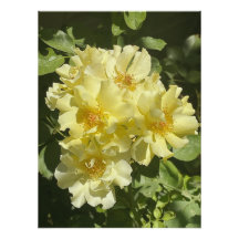 Flores Botânicas Amarelas