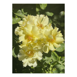 Póster Flores Botânicas Amarelas