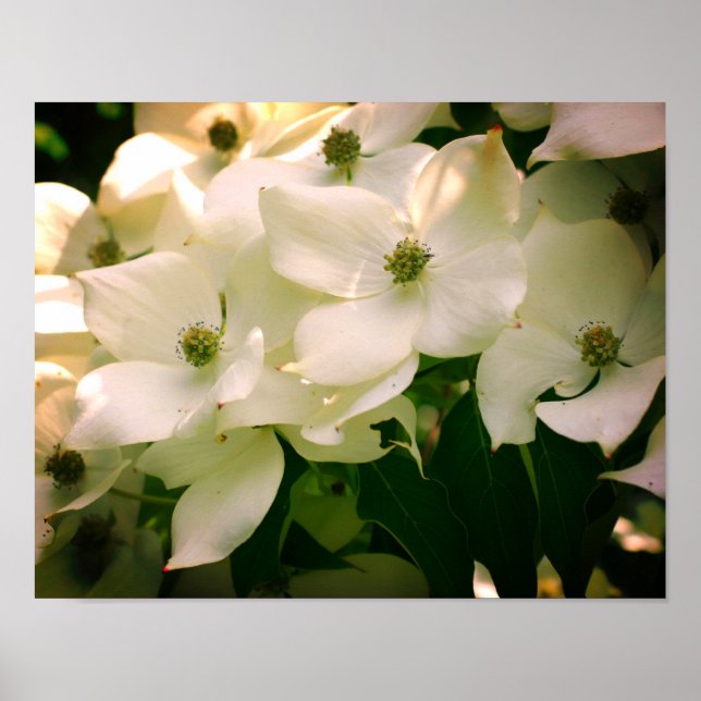 Poster Flores Brancas (Frente)