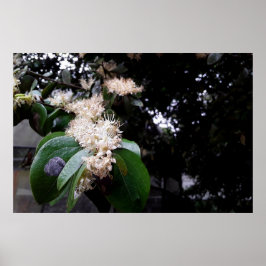 Poster flores brancas