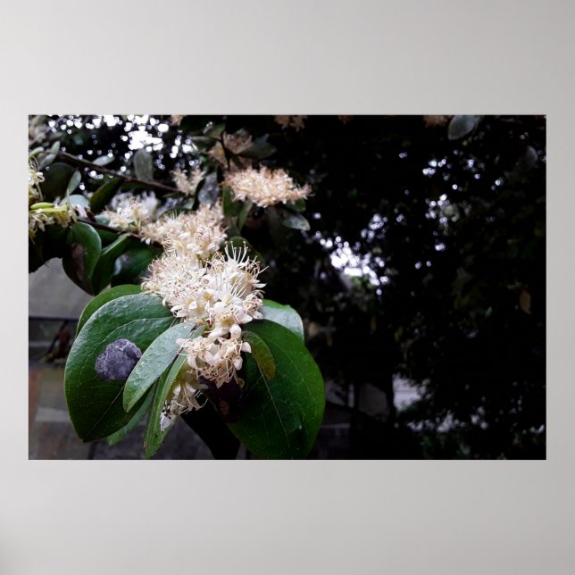 Poster flores brancas (Frente)