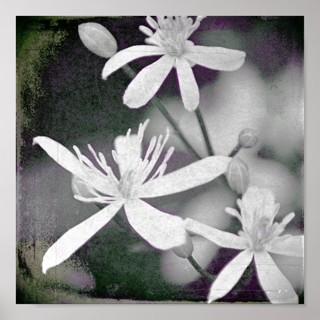 Póster Flores brancas (Frente)